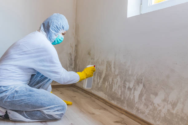 Licensed Mold Inspection service in Freeport, IL - WQB Mold Removal